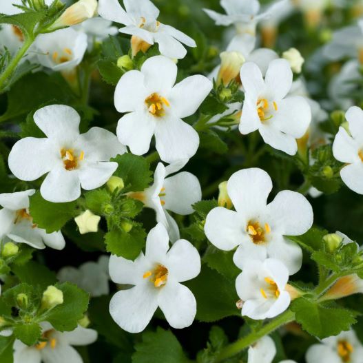 ステラ(バコパ)　スコーピア シリーズ 