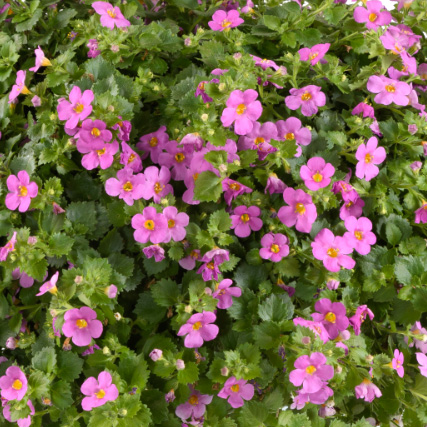 ステラ(バコパ)　スコーピア シリーズ 