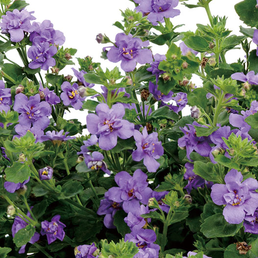 ステラ(バコパ)　スコーピア シリーズ 