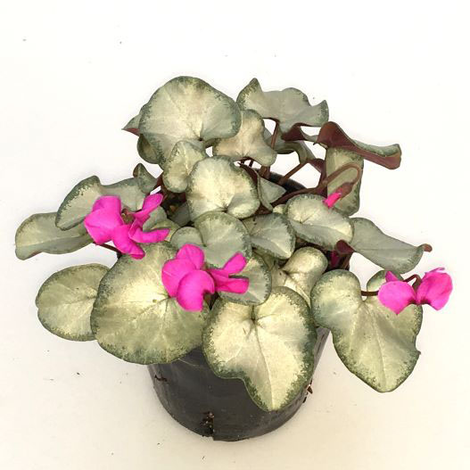 シクラメン コウム　シルバーリーフ シリーズ 