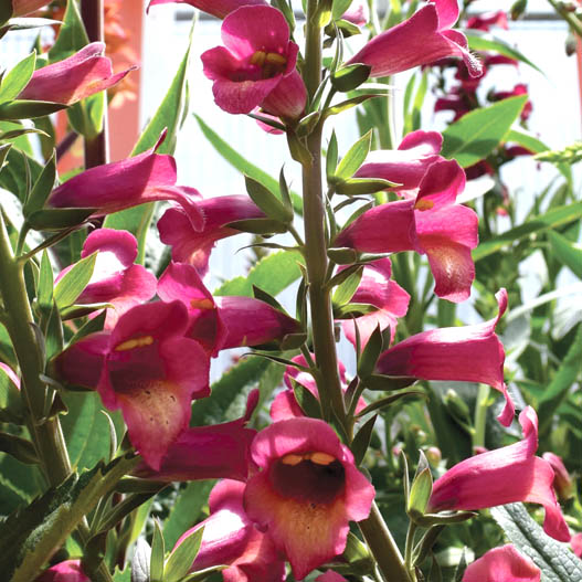 ジギタリス イルミネーション シリーズ