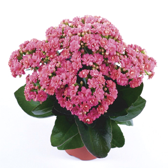 カランコエ　カランディーバ デコラティブ (八重) 