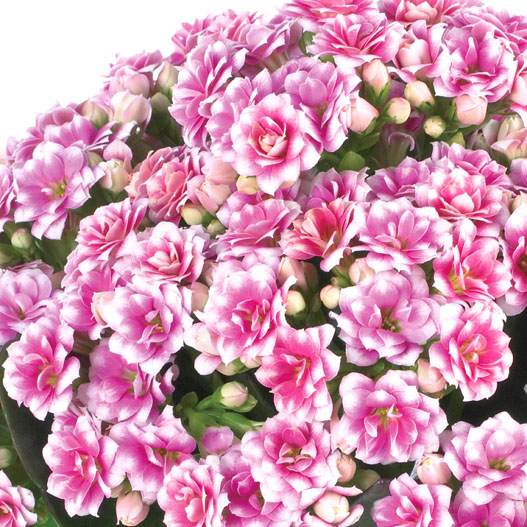 カランコエ　カランディーバ デコラティブ (八重) 