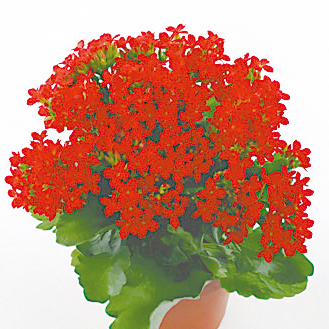 カランコエ　カランデイ 