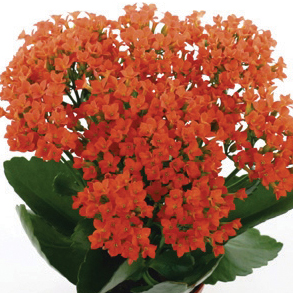 カランコエ　カランデイ 