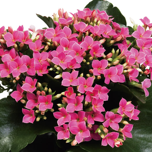 カランコエ　カランデイ 