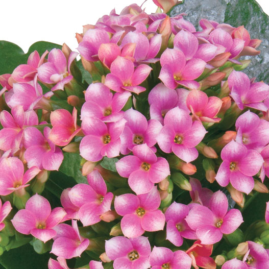 カランコエ　カランデイ 