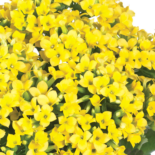 カランコエ　カランデイ 