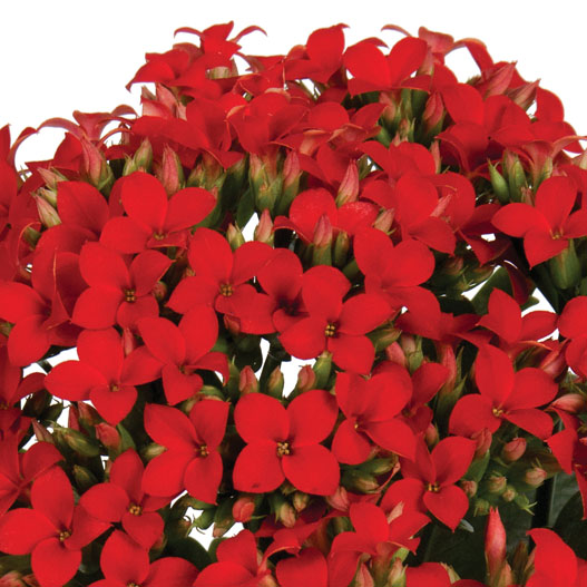 カランコエ　カランデイ 