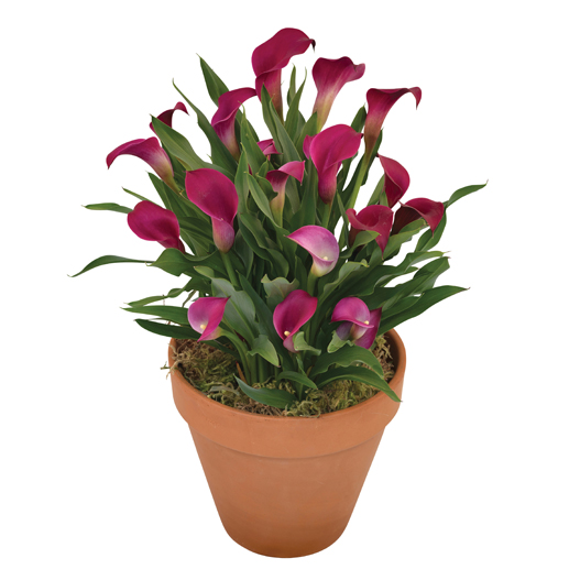 カラー　デュメンオレンジ シリーズ 