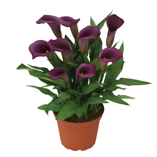 カラー　デュメンオレンジ シリーズ 