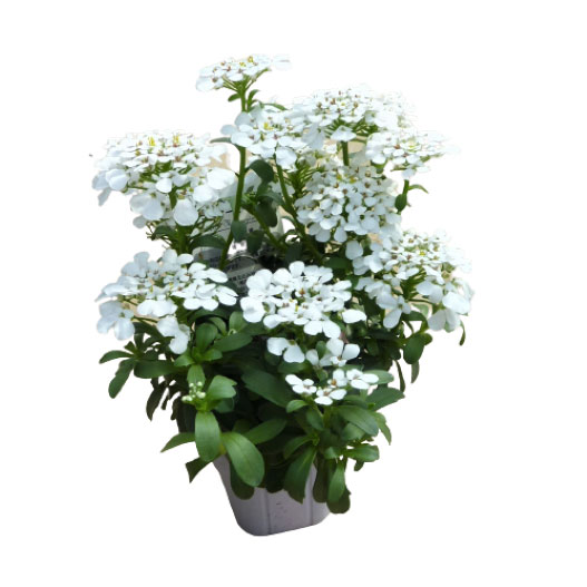 イベリス　スノーボール 