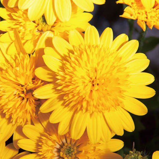 オステオスペルマム　ダブルオステオスペルマム(3D) シリーズ 