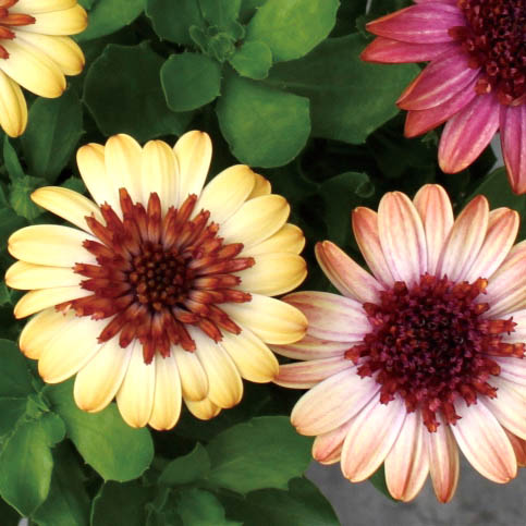 オステオスペルマム　ダブルオステオスペルマム(3D) シリーズ 