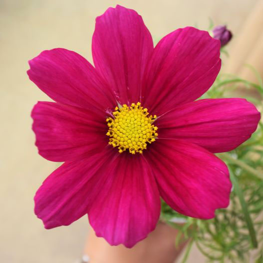 コスモス ソナタ シリーズ