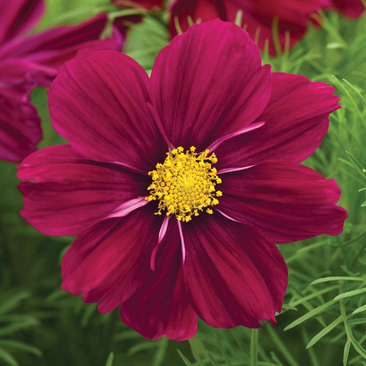 コスモス ソナタ シリーズ