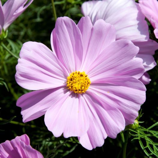 コスモス アポロ シリーズ