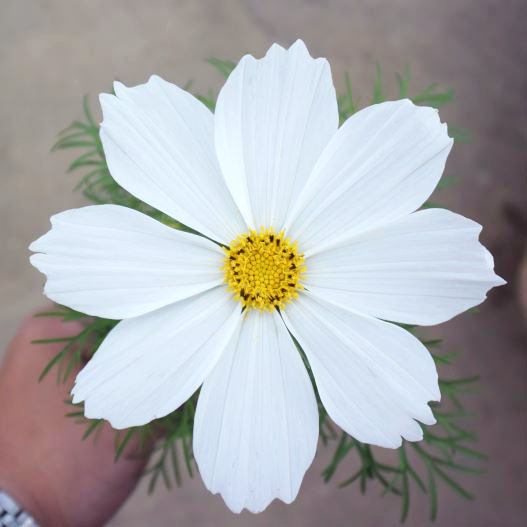 コスモス アポロ シリーズ