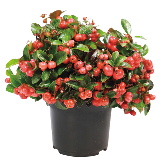 ゴーテリア メリーベリー シリーズ