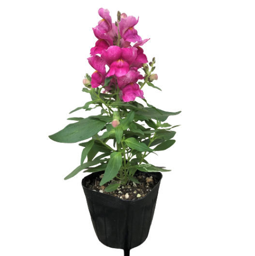 キンギョソウ F1　スナップショット シリーズ 