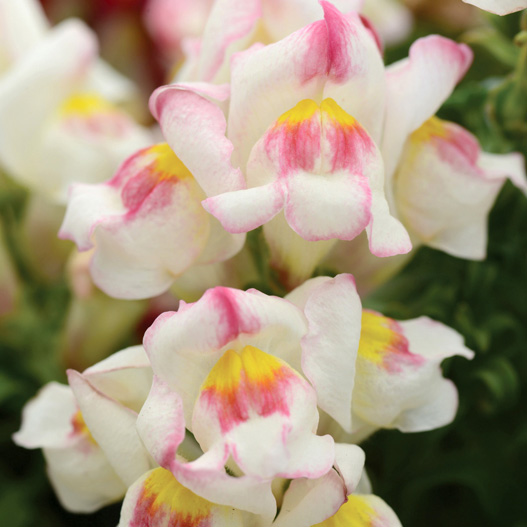 キンギョソウ F1　スナップショット シリーズ 