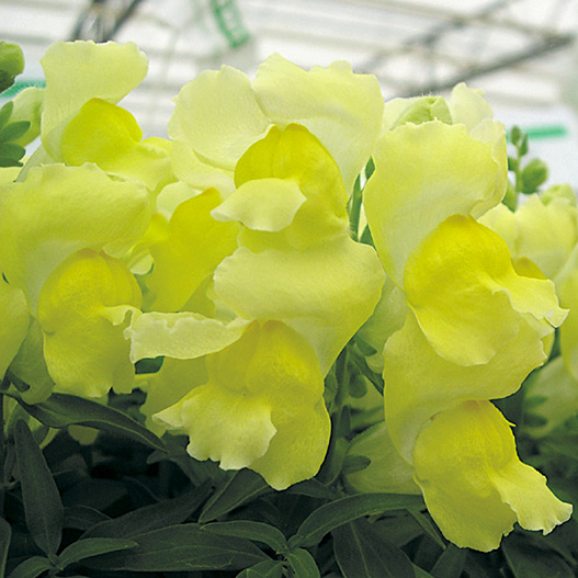 ★金魚草★ 完売致しました 2023.1.21 墨朱文金 31cm オス 明け4歳