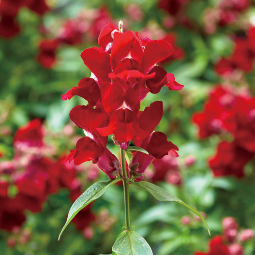 キンギョソウ F1　スナップティーニ シリーズ 