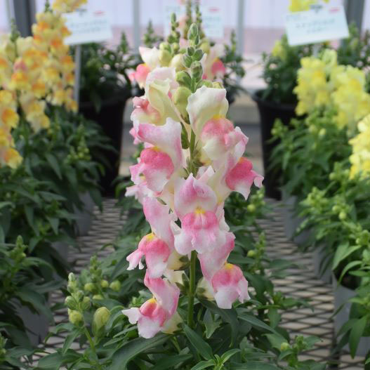 キンギョソウ F1　キャンディートップス シリーズ 