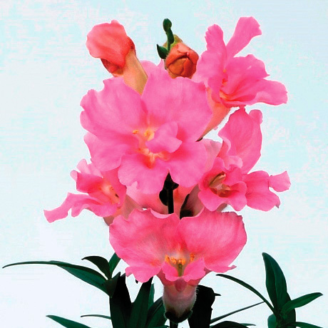 キンギョソウ F1 トゥイニー シリーズ