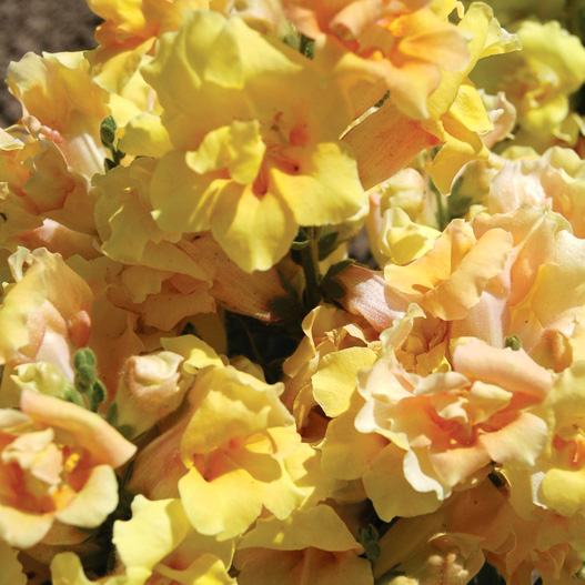 キンギョソウ F1 トゥイニー シリーズ