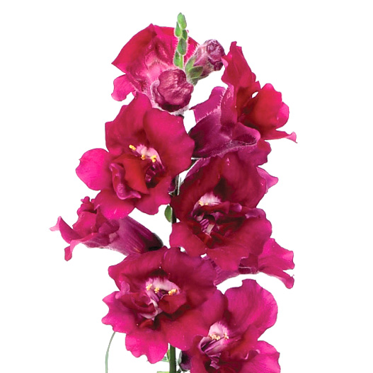 キンギョソウ F1 トゥイニー シリーズ