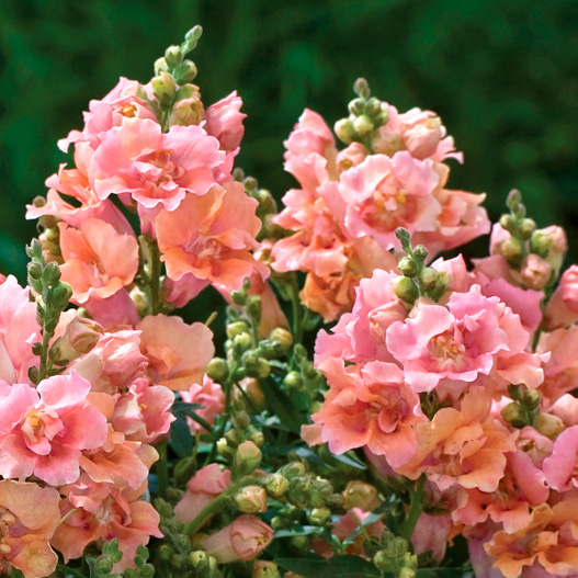 キンギョソウ F1 トゥイニー シリーズ