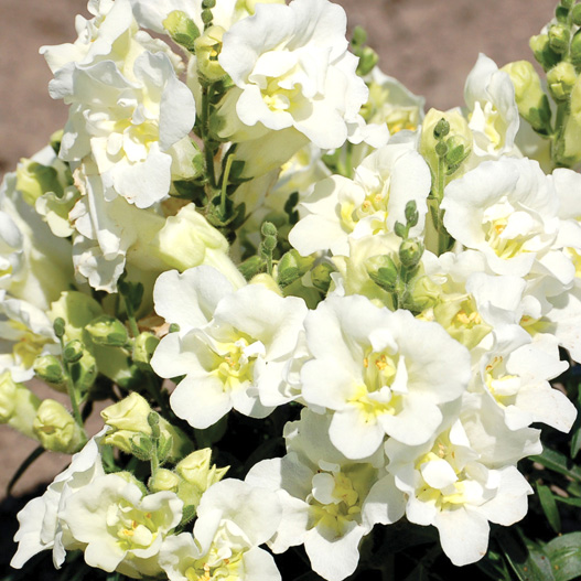 キンギョソウ F1 トゥイニー シリーズ