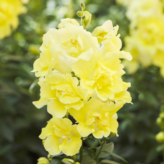 キンギョソウ F1 トゥイニー シリーズ