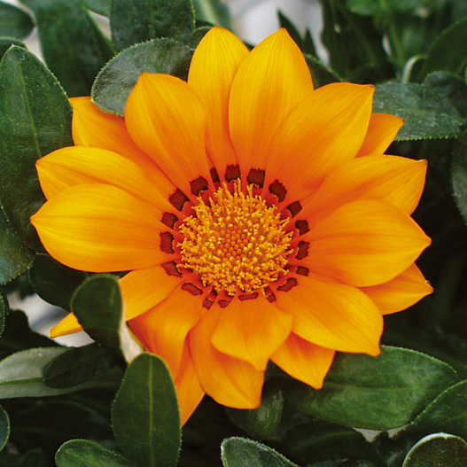 ガザニア F1 キス シリーズ