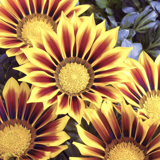 ガザニア F1 キス シリーズ