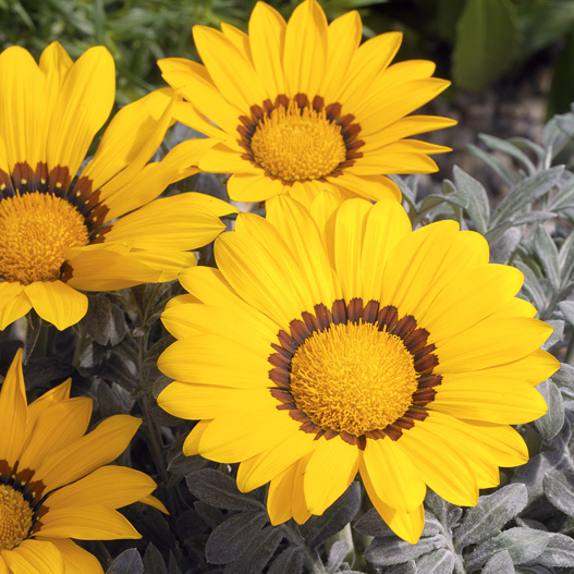 ガザニア F1 キス シリーズ