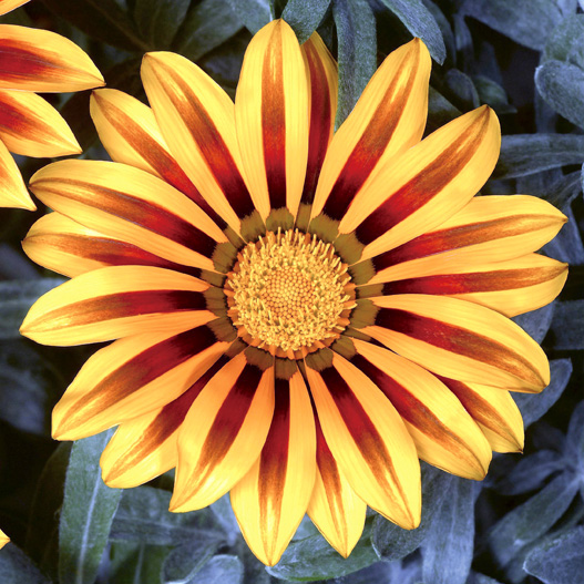 ガザニア F1 キス シリーズ