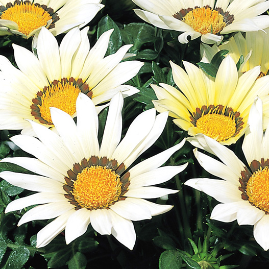 ガザニア F1 キス シリーズ