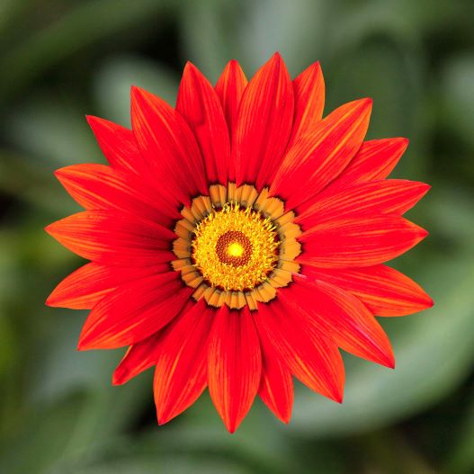 ガザニア F1 キス シリーズ