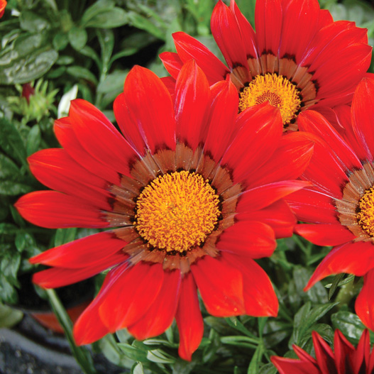 ガザニア エノルマ シリーズ