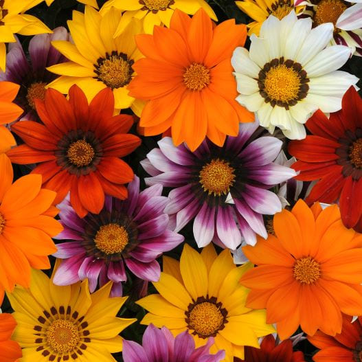 ガザニア F1 ニューデイ シリーズ