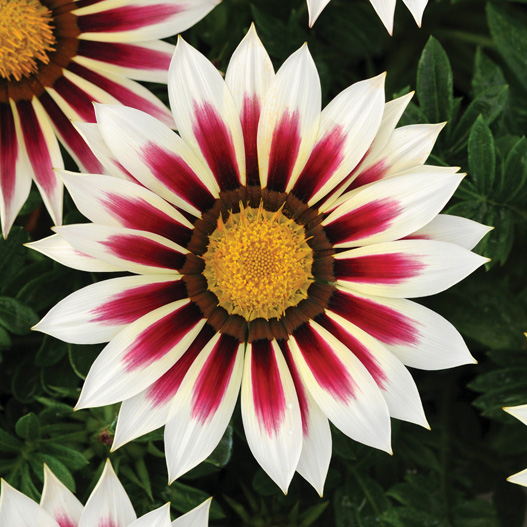 ガザニア F1 ニューデイ シリーズ