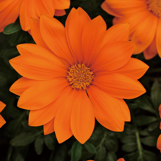 ガザニア F1 ニューデイ シリーズ