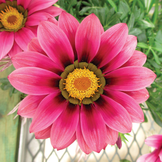 ガザニア F1 ニューデイ シリーズ