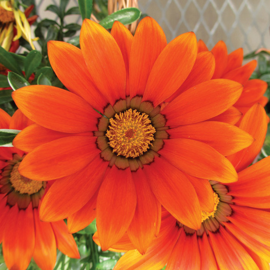 ガザニア F1 ニューデイ シリーズ