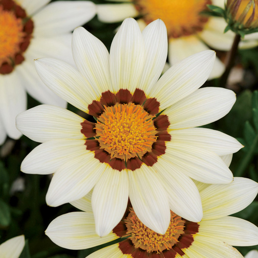 ガザニア F1 ニューデイ シリーズ