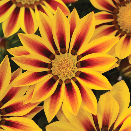 ガザニア F1 ニューデイ シリーズ