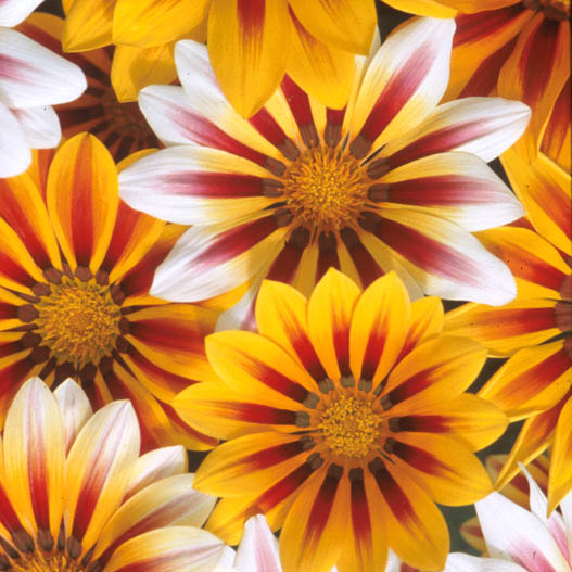 ガザニア F1 ニューデイ シリーズ