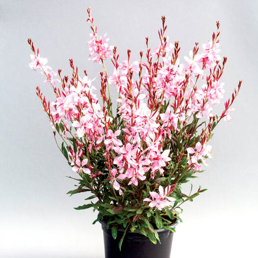 ガウラ エメリン シリーズ｜WEBカタログ｜未来アグリス株式会社|未来